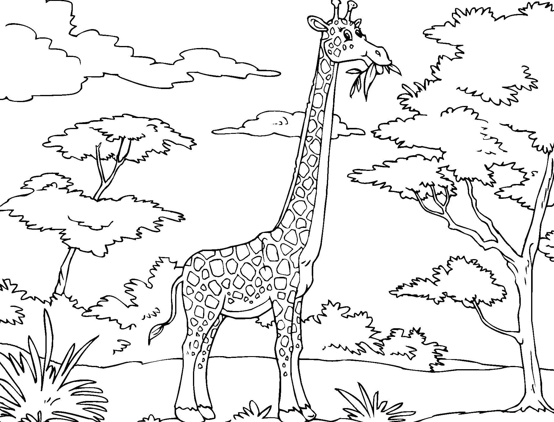 Раскраски жираф  Жираф ест листики