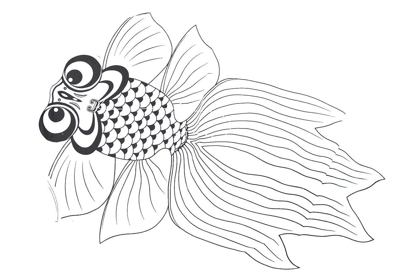   Золотая рыбка с большими глазами