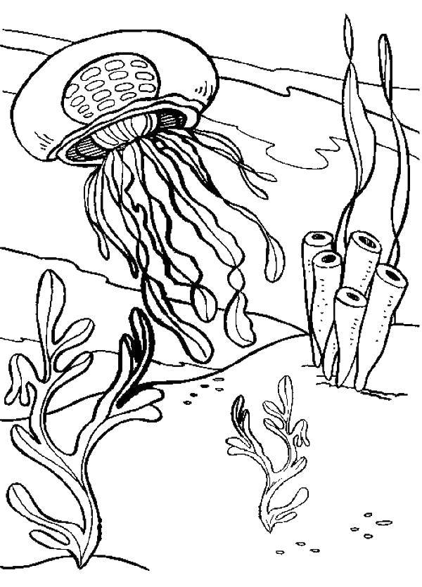   Медуза проплывает между водорослей
