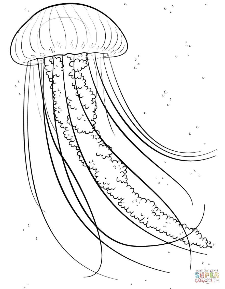   Настоящая медуза