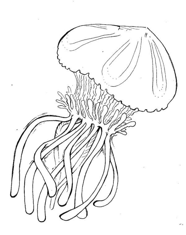   Океанская медуза