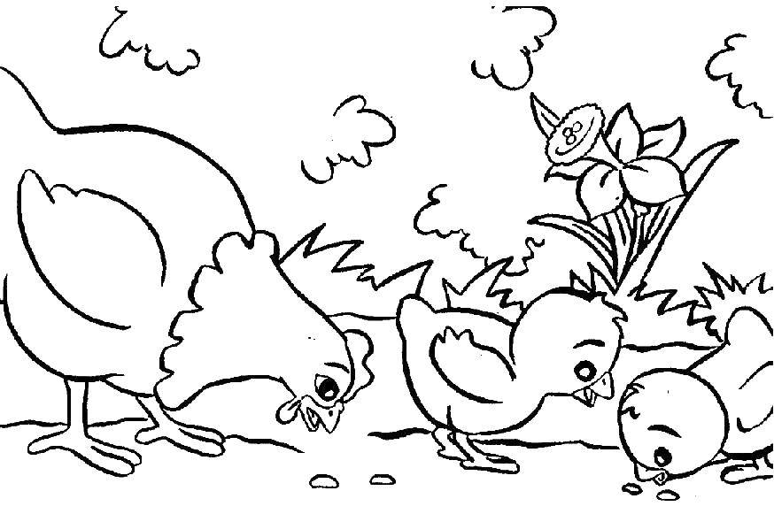   Курица с цыплятами клуют зерна