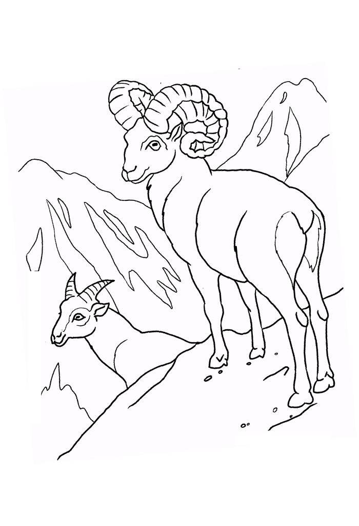   Рисунок горного козла