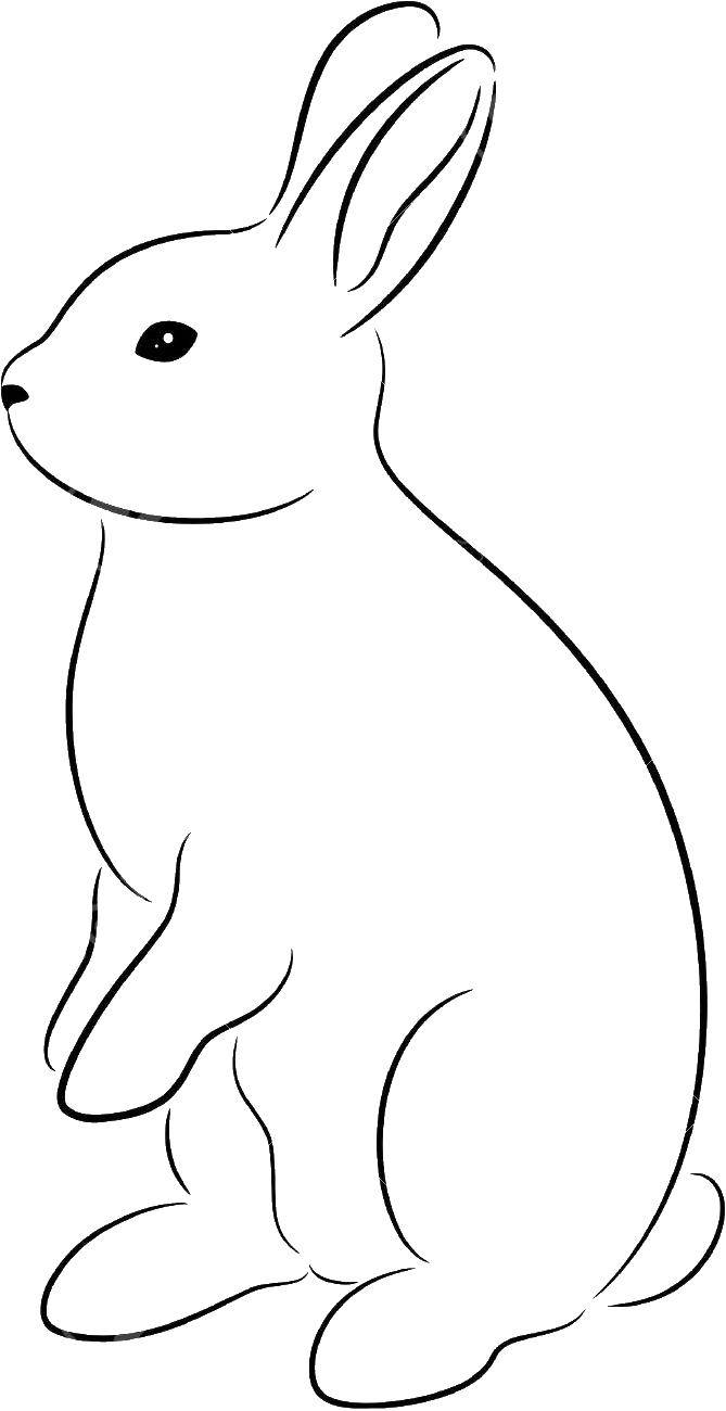 Раскраски зайцы  Белый кролик