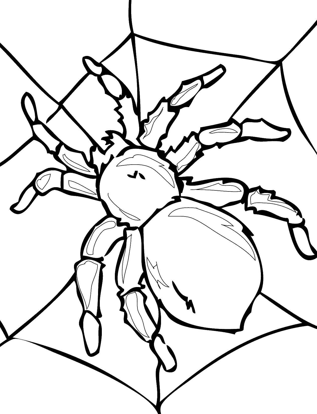   Большой паук на паутине