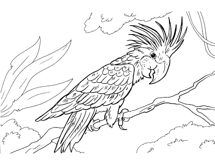 Раскраска попугай  Экзотический попугай