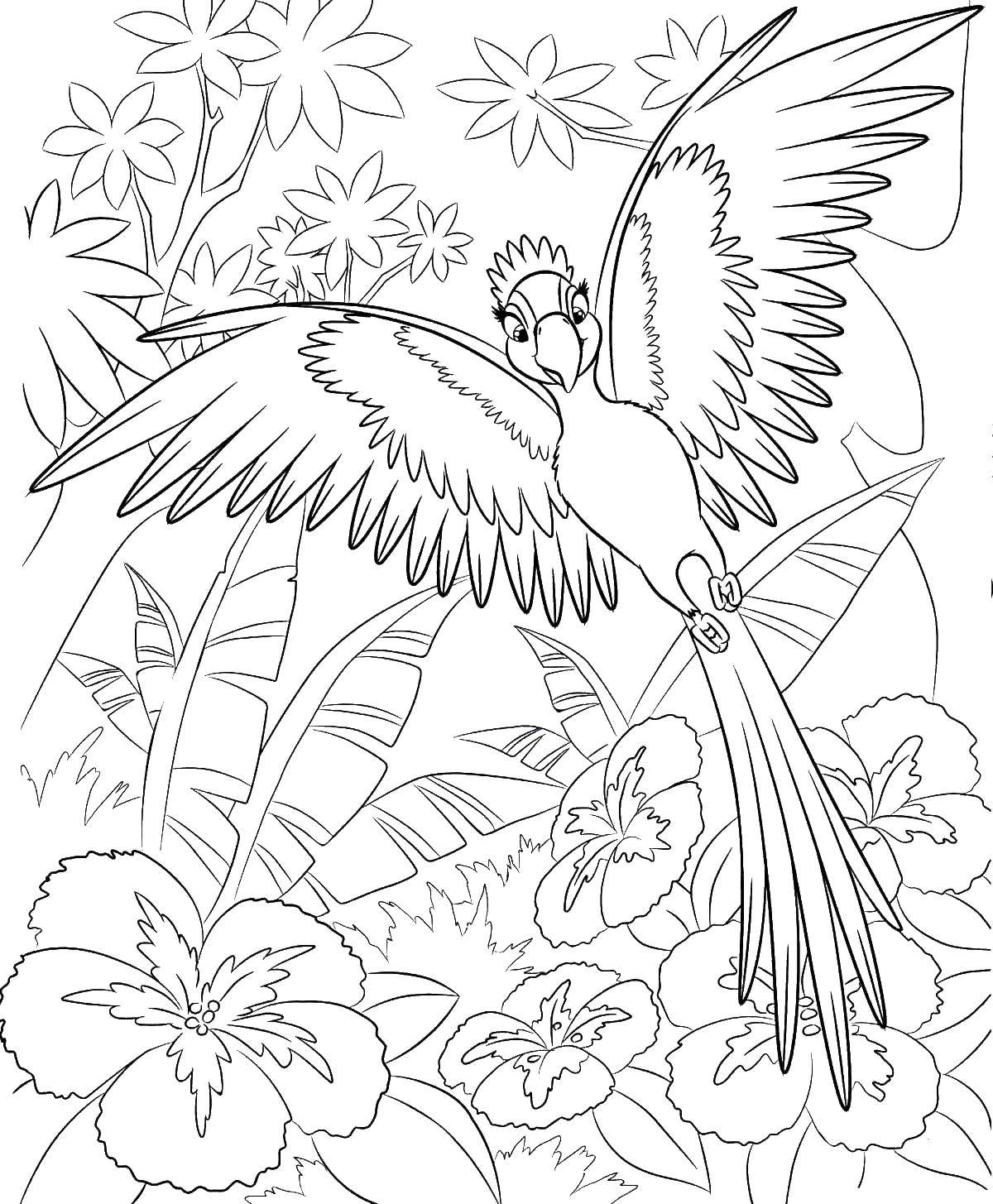 Раскраска попугай  Парящий над лесом папугай