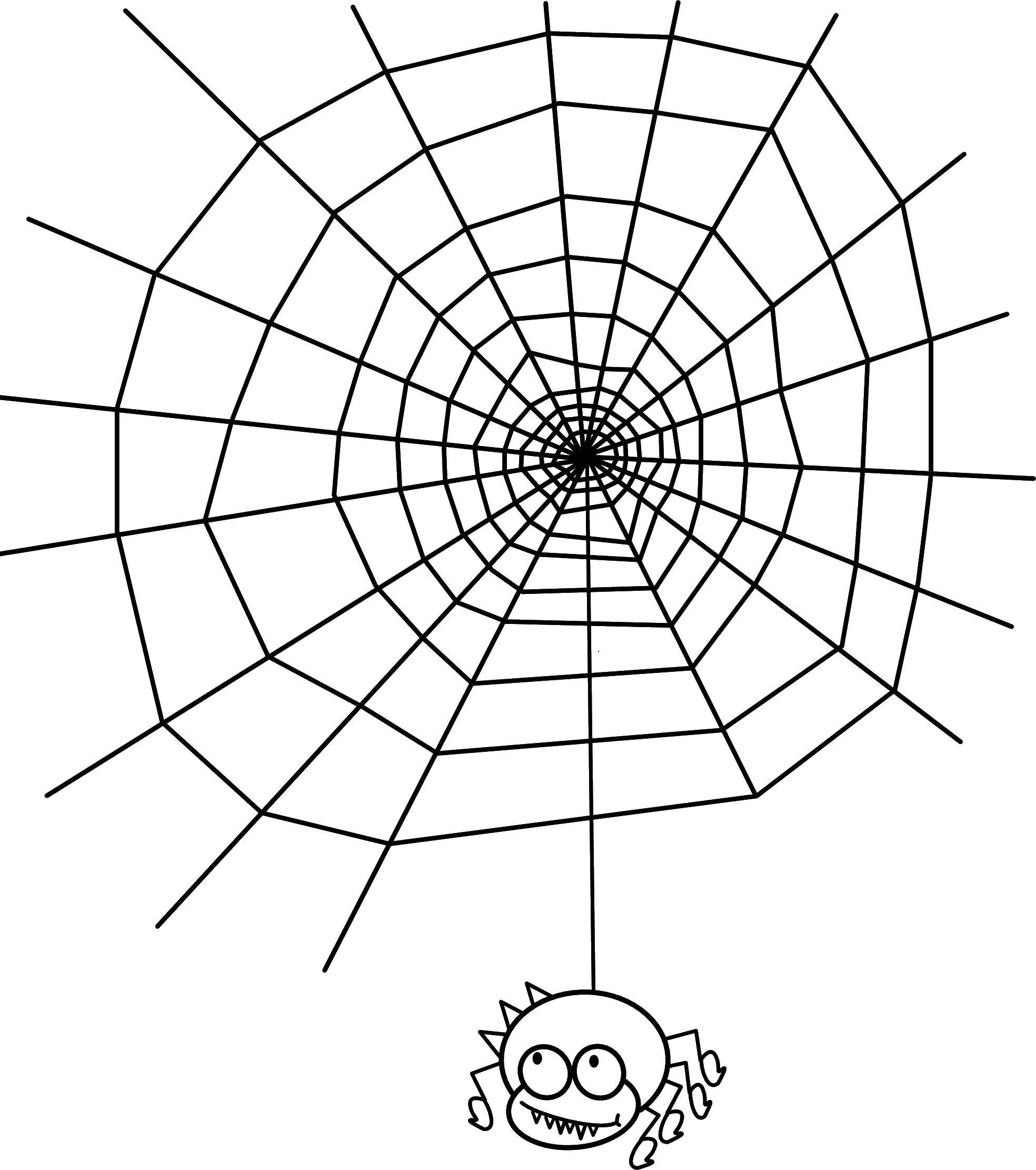   Паучок на паутине