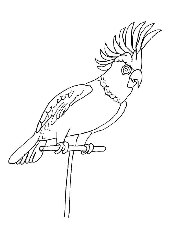 Раскраска попугай  Попугай какаду