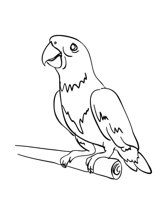 Раскраска попугай  Попугай на ветке