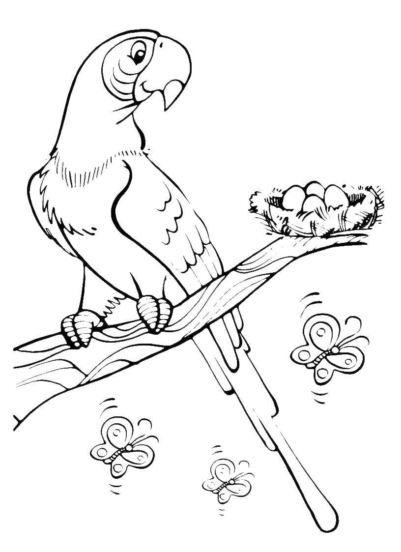 Раскраска попугай  Попугай с яйцами