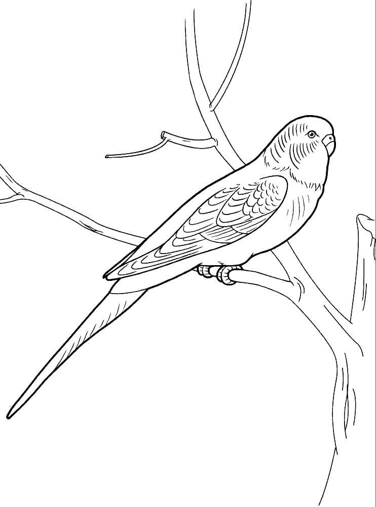 Раскраска попугай  Попугайчик на веточке