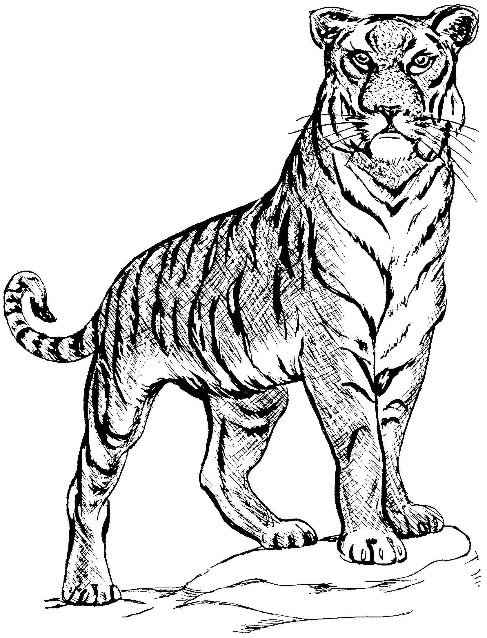  Тигр - охотник