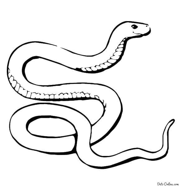 Раскраски змея  Добрая змея