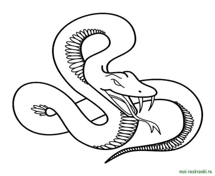 Раскраски змея  Острые клыки змеи