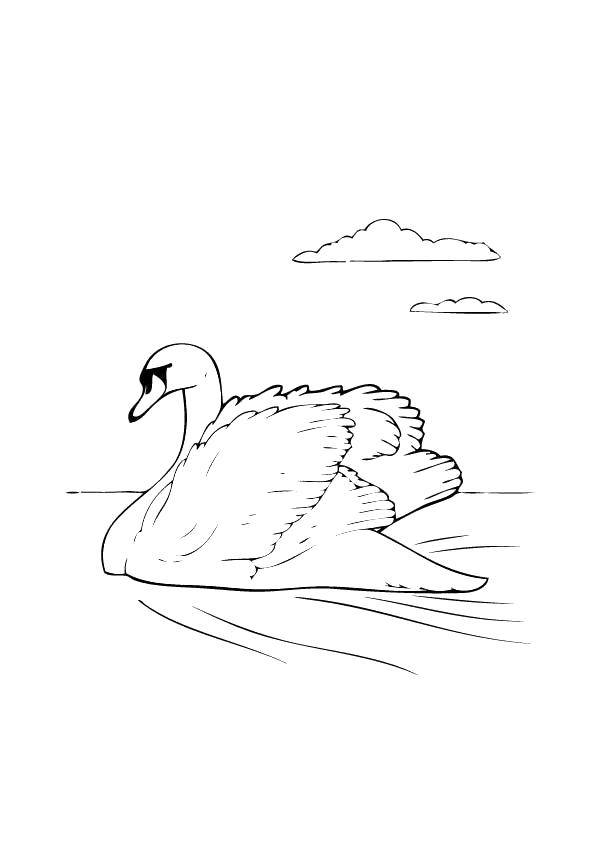  Плывущий лебедь