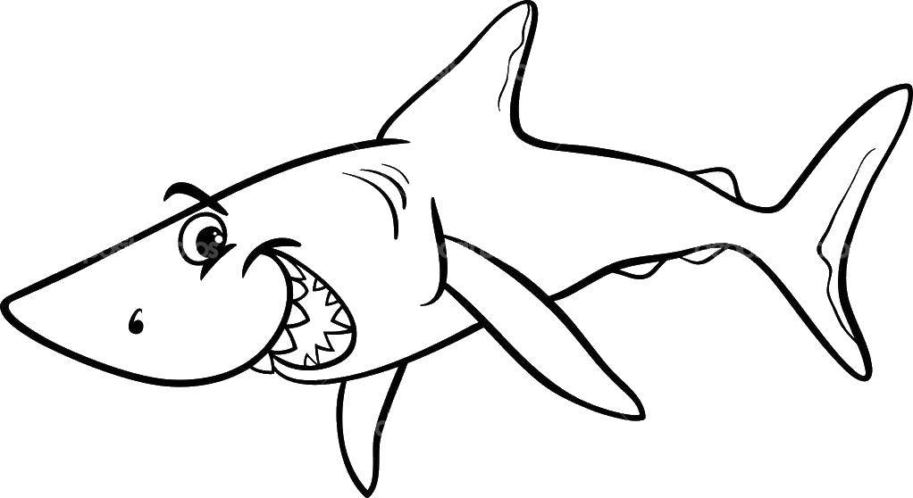   Счастливая акула