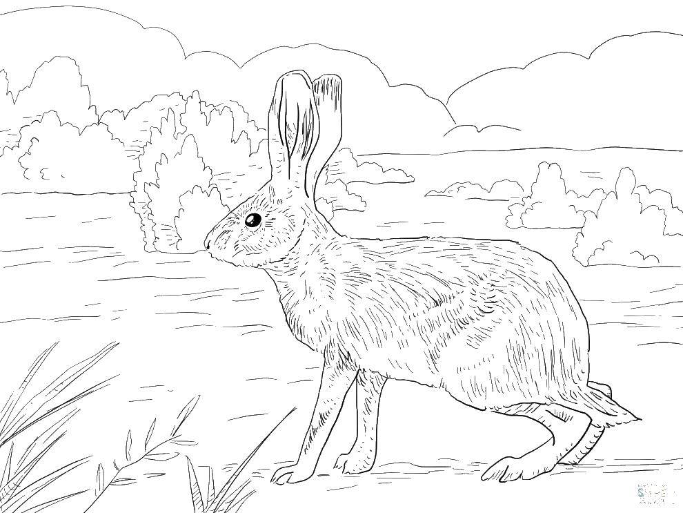   Кролик на лугу