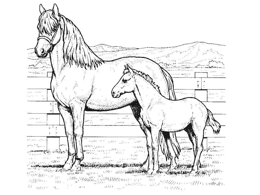   Лошадь с жеребенком