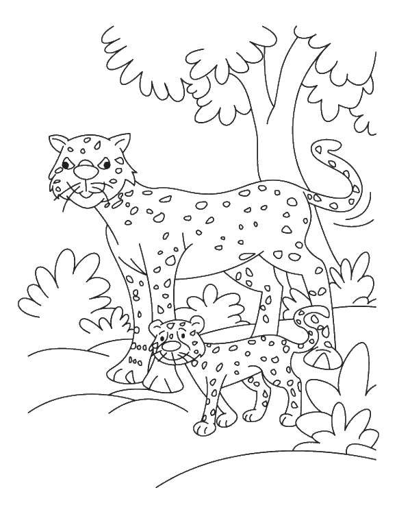Раскраски леопард  Леопардик с мамой