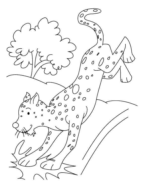 Раскраски леопард  Прыжок леопарда