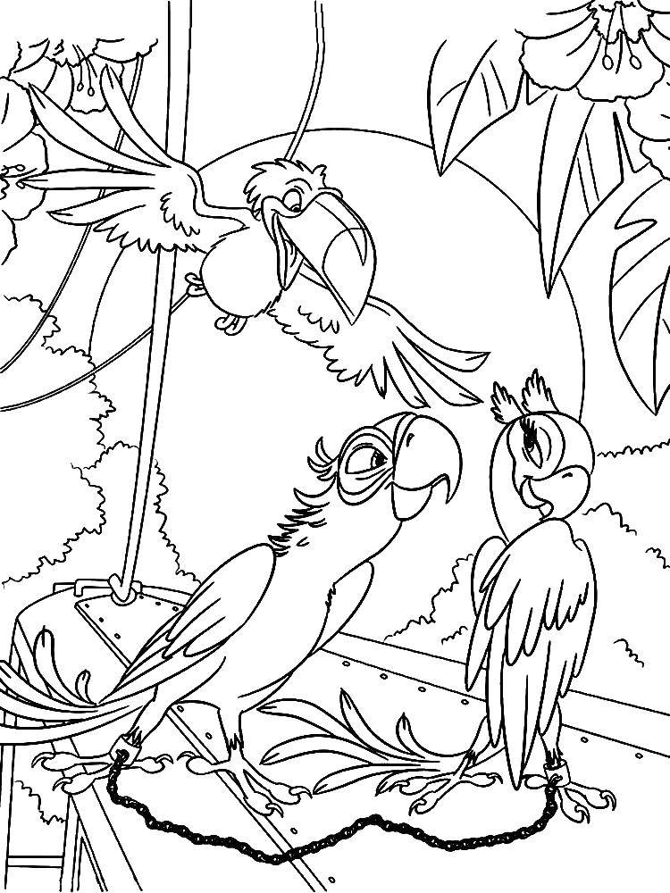 Раскраска попугай  Тукан с попугаями