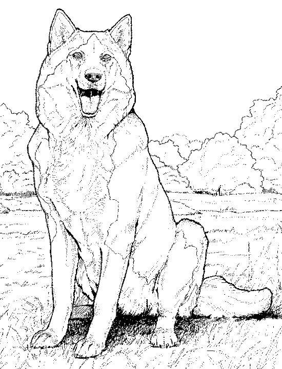 Раскраска волк  Лесной волк