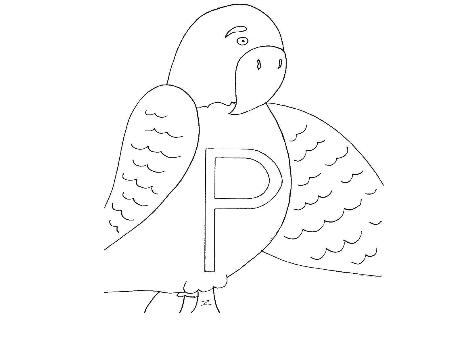 Раскраска попугай  Попугай