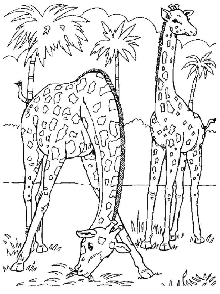 Раскраски жираф  Жирафы едят