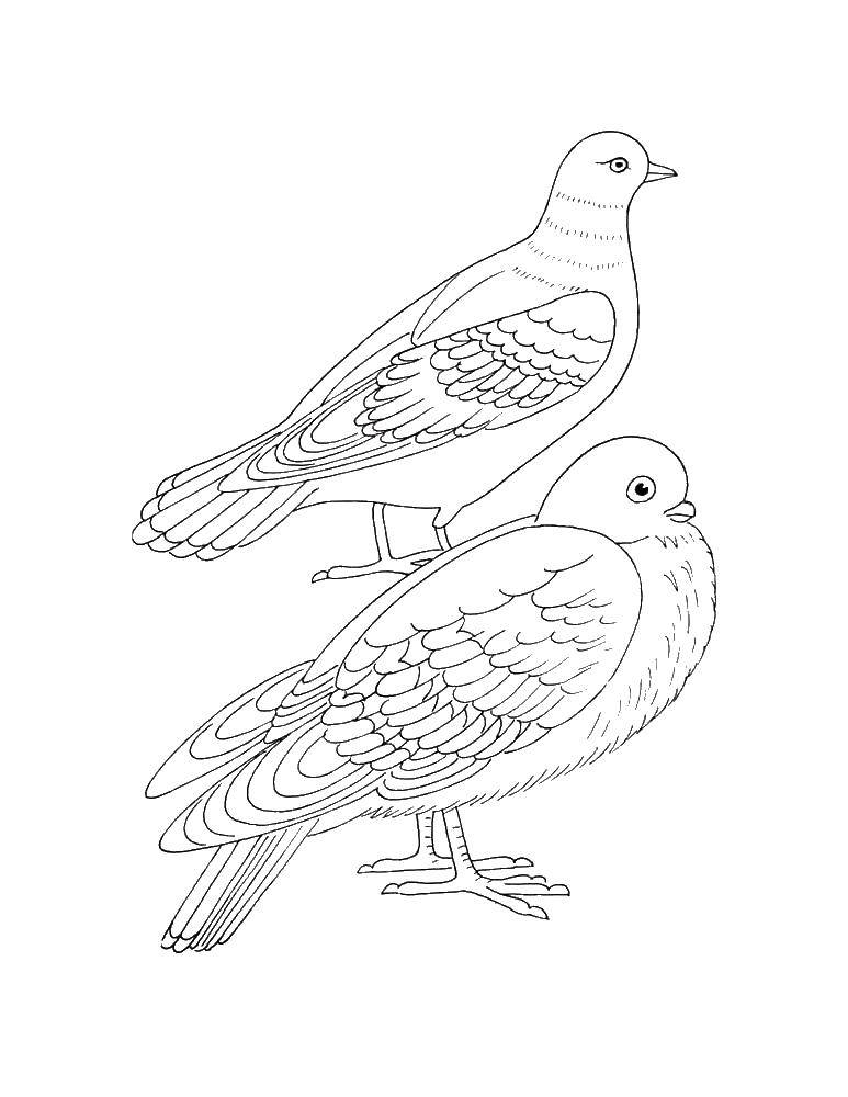 Раскраски с птицей голубь  Два голубя