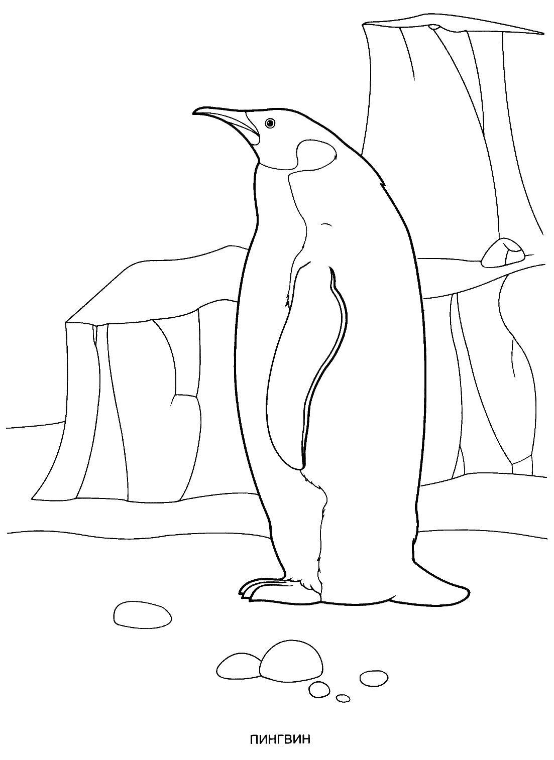 Раскраска с пингвинами  Пингвин у льдины