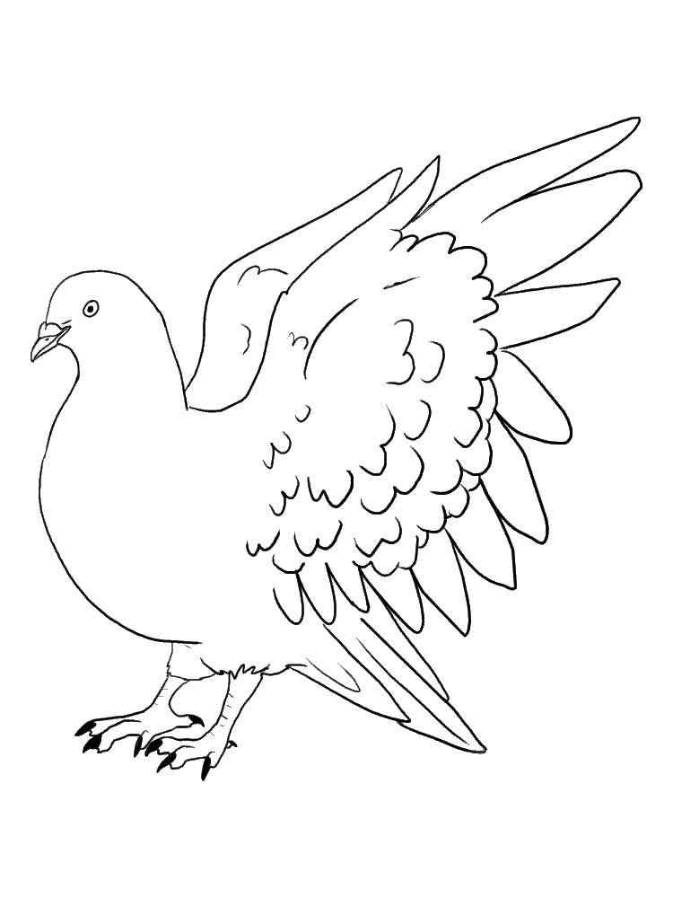 Раскраски с птицей голубь  Пушистый голубь