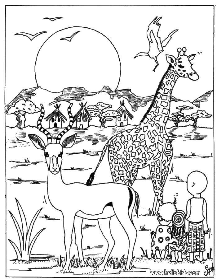 Раскраска с антилопой  Антилопа и зебра