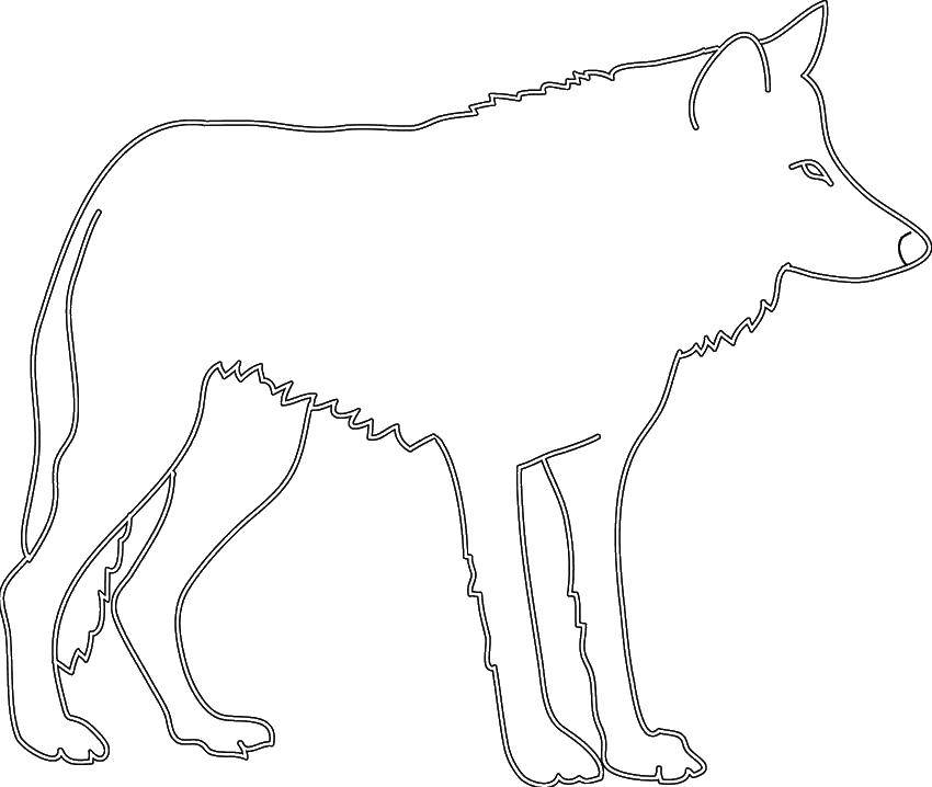 Раскраска волк  Контур волка