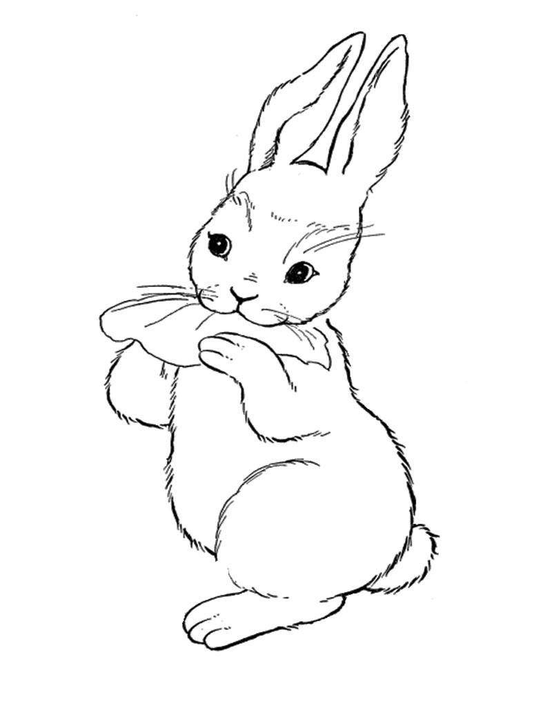 Раскраски зайчата и зайцы  Рисунок зайчик с капустным листом