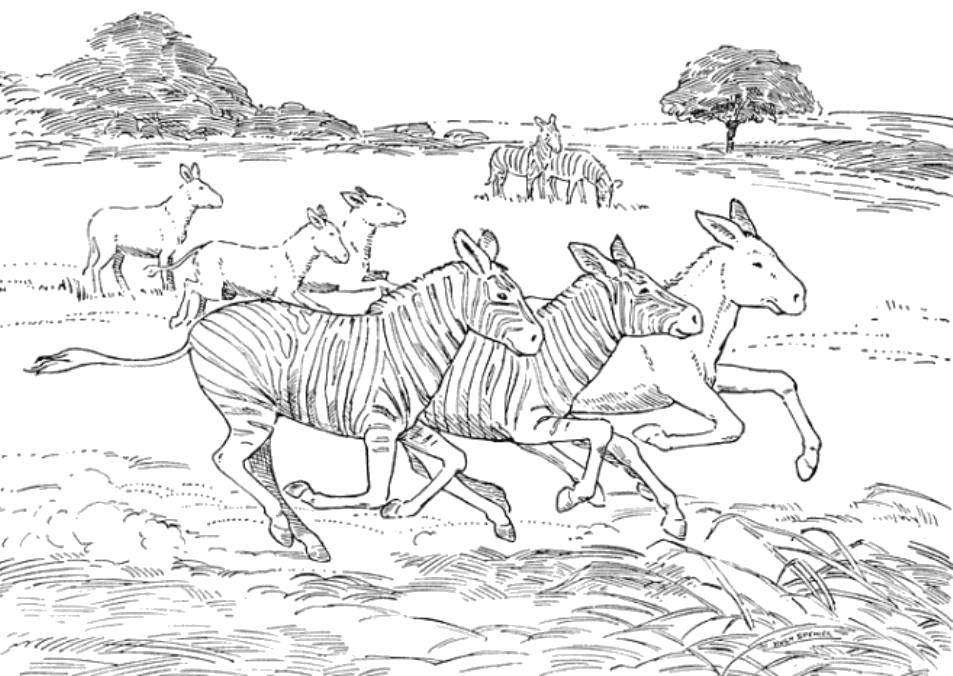 Раскраски зебры  Зебры