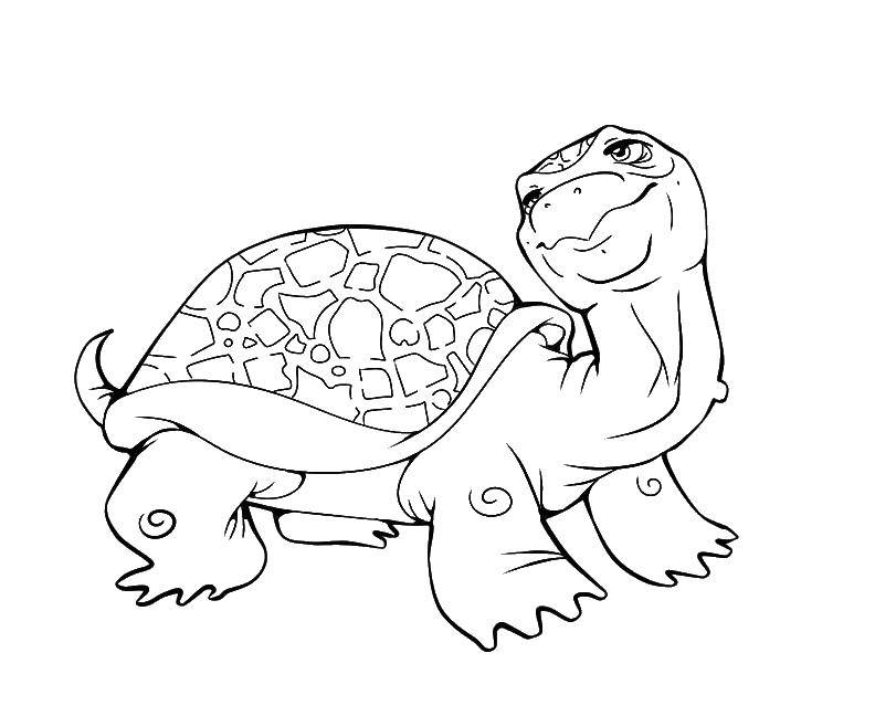   Добряк черепаха