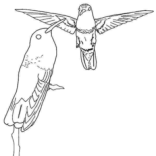   Летящие колибри