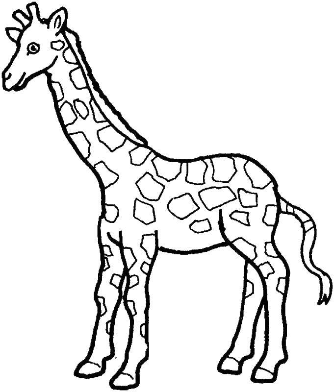 Раскраски жираф  Мирный жираф