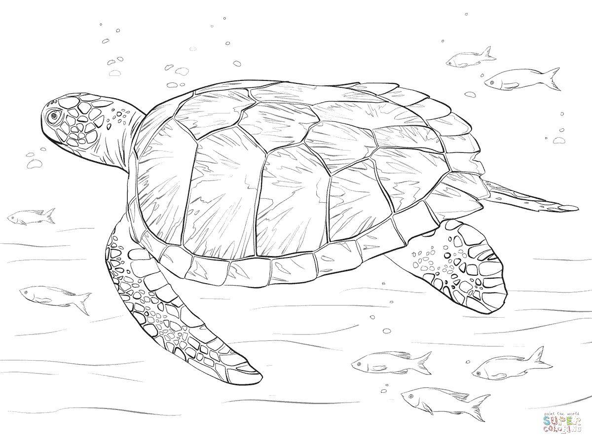   Морская черепаха плавает рядом с рыбами