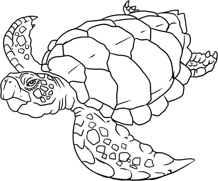   Морская черепаха плывет в воде