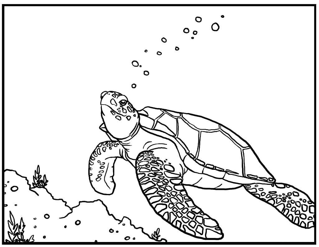   Морская черепаха пускает пузыри