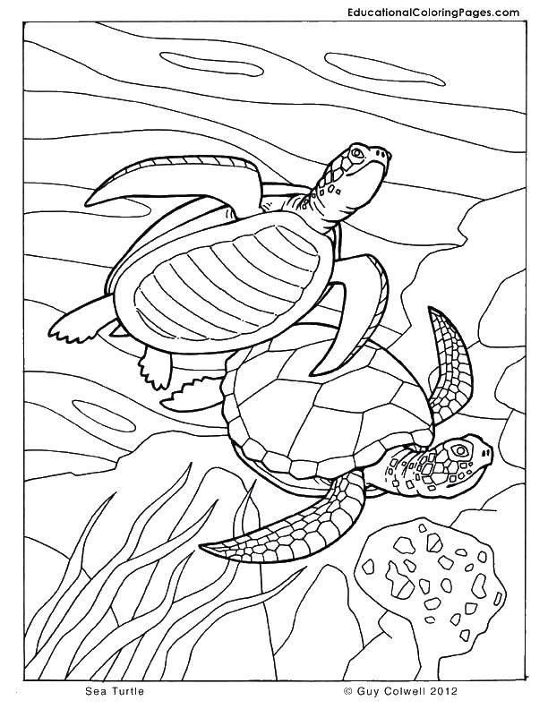   Морские черепахи в стае