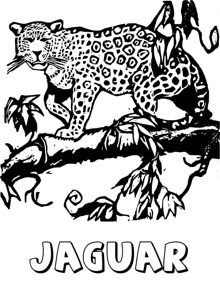 Раскраски ягуар   Ягуар на дереве