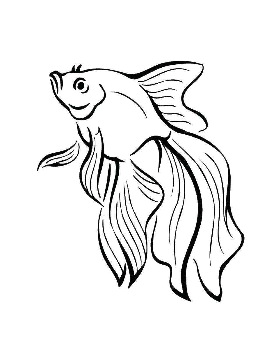   Золотая рыбка.