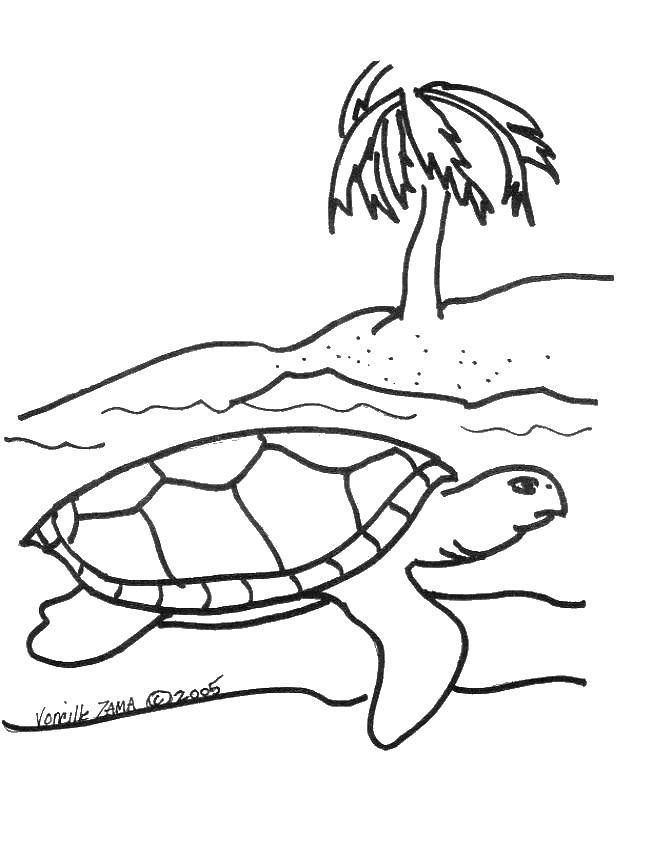   Черепаха около острова
