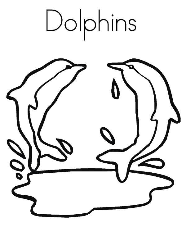   Дельфины