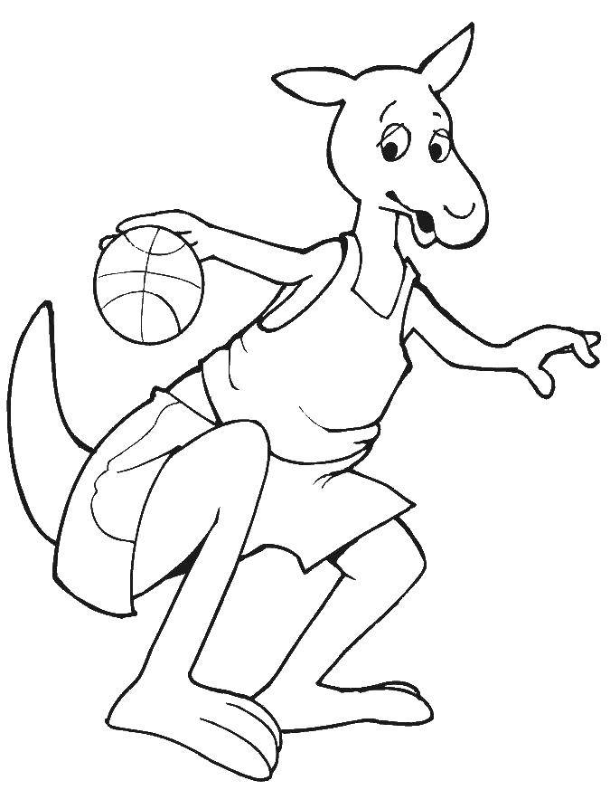 Раскраски кенгуру и кенгурята  Кенгуру играет в баскетбол