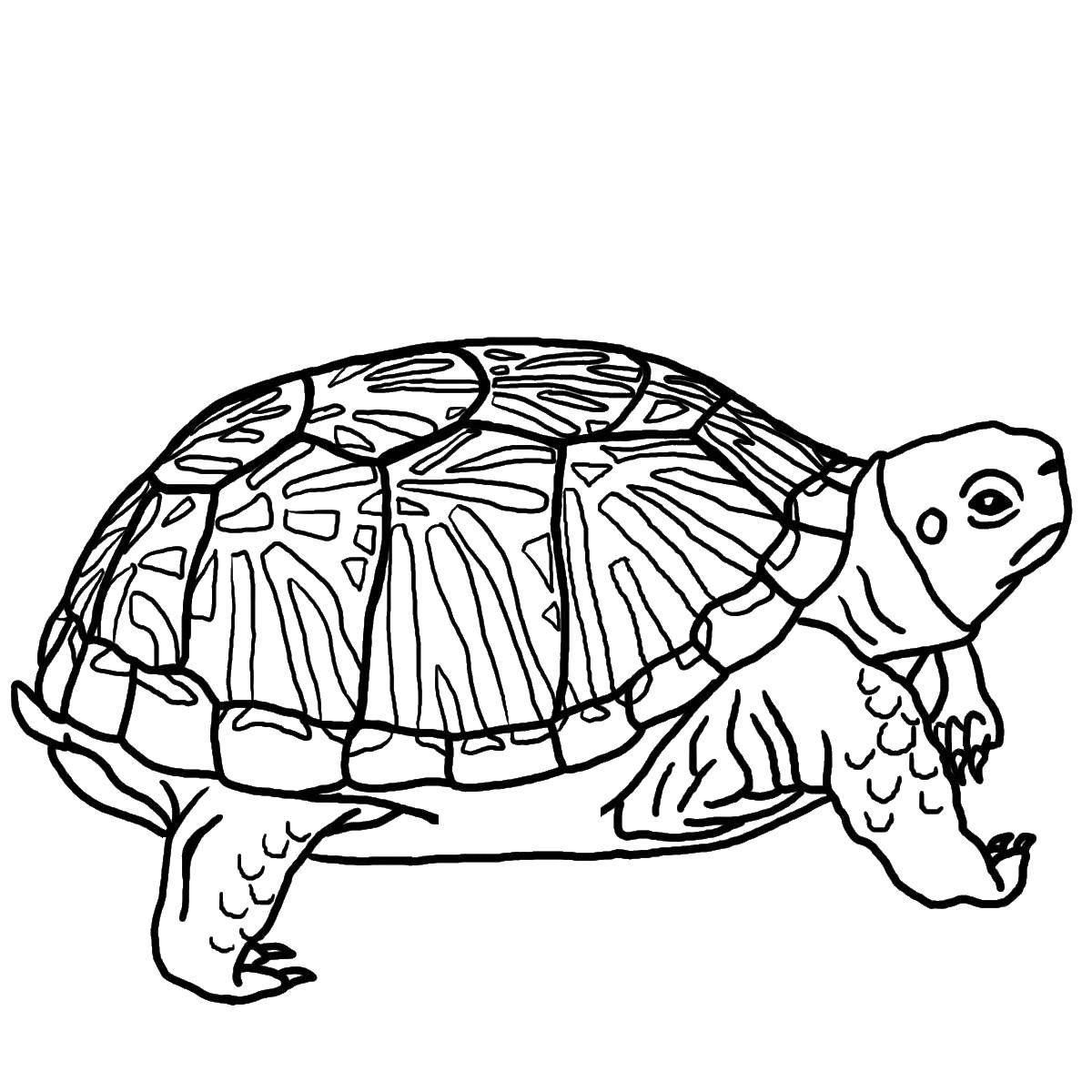   Косолапая черепаха