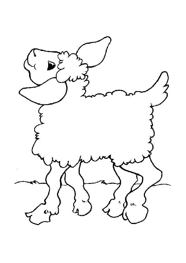 Раскраски овечки, бараны, ягнята  Милая овечка